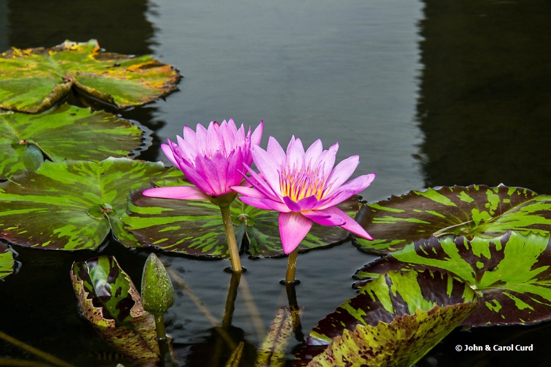 _MG_5472 Water Lily.JPG